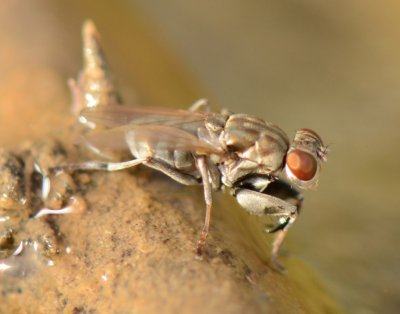 2. Ochthera cf. schembrii (Rondani, 1847)