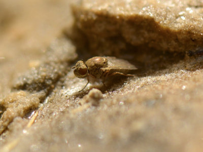 Ephydridae sp.