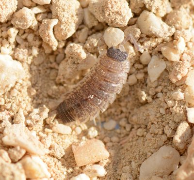 1. Porcellio evansi