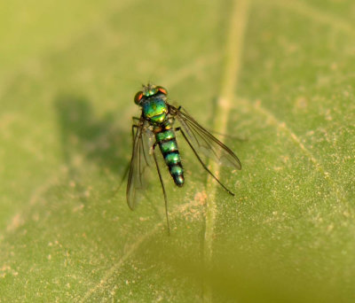 Condylostylus sp.