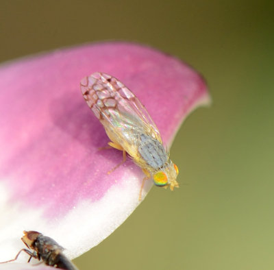 3. Goniurellia lacerata (Becker, 1913)