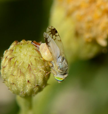 4. Goniurellia octoradiata (Merz, 2002)