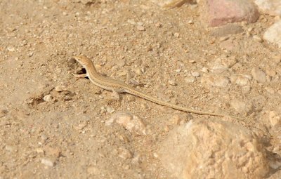 3. Desert Race-runner (Hadramaut Sand Lizard) - Mesalina adramitana