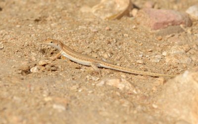 3. Desert Race-runner (Hadramaut Sand Lizard) - Mesalina adramitana