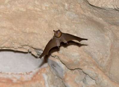 1 Trident Leaf-nosed Bat - Asellia tridens