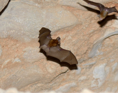 1 Trident Leaf-nosed Bat - Asellia tridens