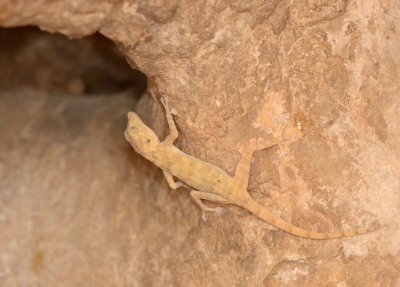 10. Fan-footed Gecko - Ptyodactylus hasselquistii