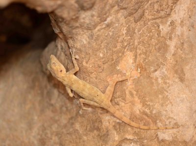 10. Fan-footed Gecko - Ptyodactylus hasselquistii