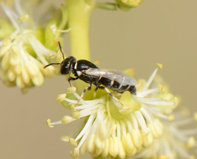 4. Hylaeus albonotatus (Walker, 1871)