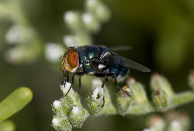 2. Chrysomya marginalis (Wiedemann, 1830)