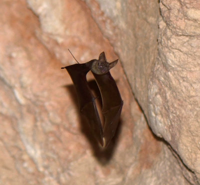 1. Muscat Mouse-tailed Bat - Rhinopoma muscatellum