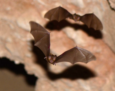 1 Trident Leaf-nosed Bat - Asellia tridens