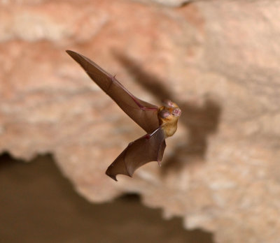 1 Trident Leaf-nosed Bat - Asellia tridens