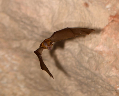 1 Trident Leaf-nosed Bat - Asellia tridens