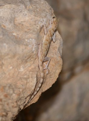 10. Fan-footed Gecko - Ptyodactylus hasselquistii