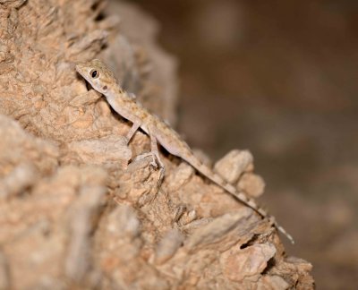 10. Fan-footed Gecko - Ptyodactylus hasselquistii