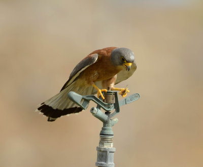 1. Lesser Kestrel - Falco naumanni 