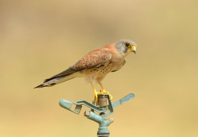 1. Lesser Kestrel - Falco naumanni 