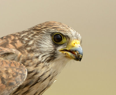 1. Lesser Kestrel - Falco naumanni 