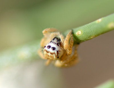 5. Mogrus logunovi (Prószynski, 2000) - female