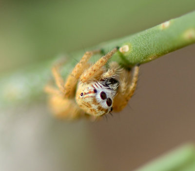 5. Mogrus logunovi (Prószynski, 2000) - female