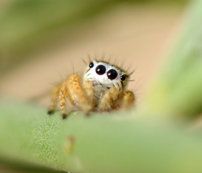 5. Mogrus logunovi (Prószynski, 2000) - female