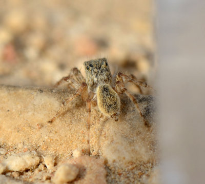 7. Rafalus arabicus (Wesolowska, van Harten, 2010)