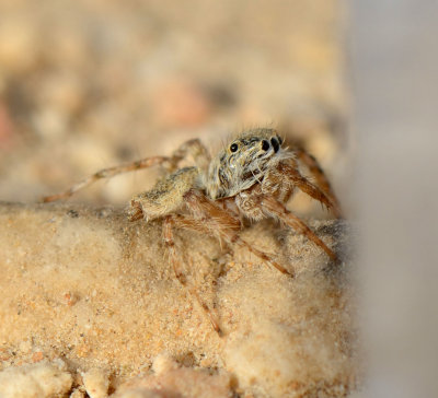 7. Rafalus arabicus (Wesolowska, van Harten, 2010)
