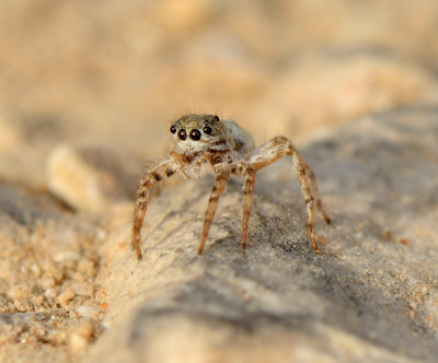 7. Rafalus arabicus (Wesolowska, van Harten, 2010)