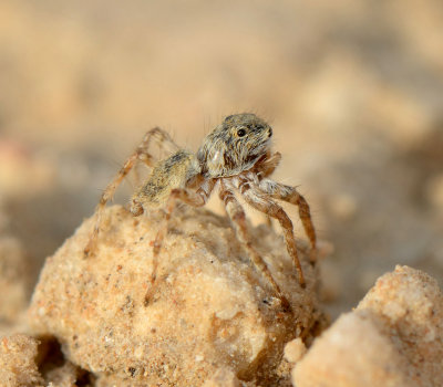 7. Rafalus arabicus (Wesolowska & van Harten, 2010)