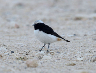 22. Mourning Wheatear - Oenanthe lugens
