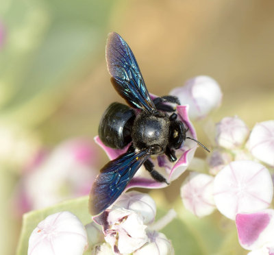 4. Xylocopa sulcatipes (Maa, 1970)