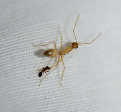 11. Trichomyrmex destructor (Jerdon, 1851) - (Singapore ant)