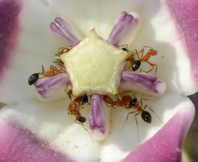 7. Monomorium luteum (Emery, 1881)