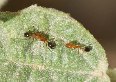 7. Monomorium luteum (Emery, 1881)
