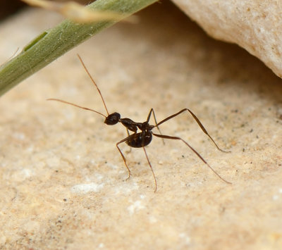 4. Lepisiota omaniensis sp. n. (Sharaf & Monks, 2016)