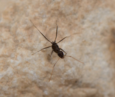 4. Lepisiota omaniensis (Sharaf & Monks, 2016)