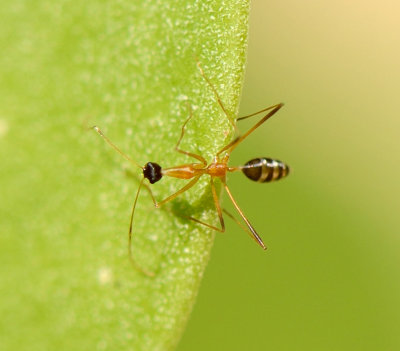 6. Lepisiota elegantissima (Colingwood & van Harten, 2011)