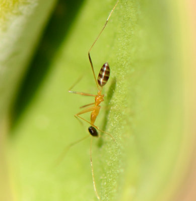 6. Lepisiota elegantissima (Colingwood & van Harten, 2011)