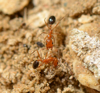 9. Monomorium niloticum (Emery, 1881)