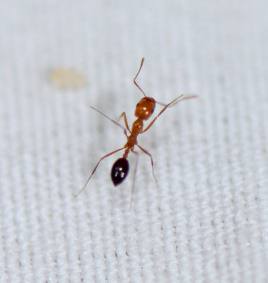 9. Monomorium niloticum (Emery, 1881)