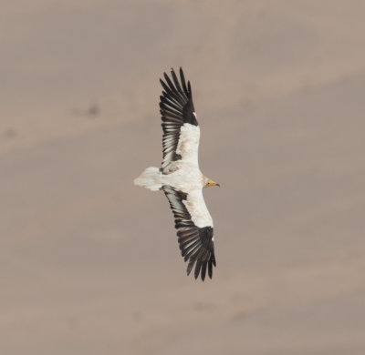5. Egyptian Vulture - Neophron percnopterus