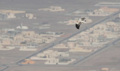 5. Egyptian Vulture - Neophron percnopterus