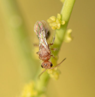 2. Physetopoda vanharteni (Lelej, 2014)