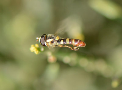 5. Ischiodon aegyptius (Wiedemann, 1830)