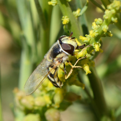 7. Scaeva albomaculata (Macquart, 1842)