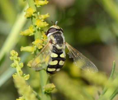 7. Scaeva albomaculata (Macquart, 1842)