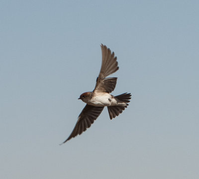 8. Streak-throated Swallow - Petrochelidon fluvicola (Blyth, 1855)