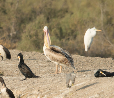 1. Great White Pelican - Pelecanus onocrotalus (Linnaeus, 1758)