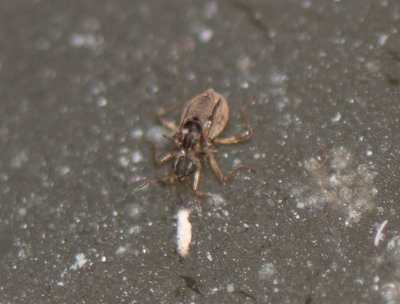 Microvelia sp.